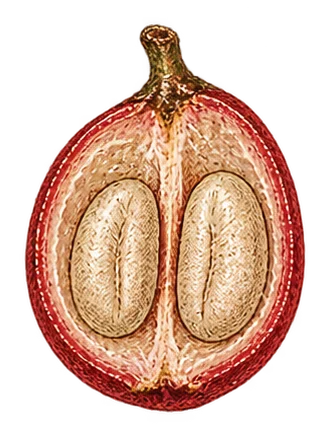 A drawing of a coffee cherry cut in half, showing its two seeds in their parchment.